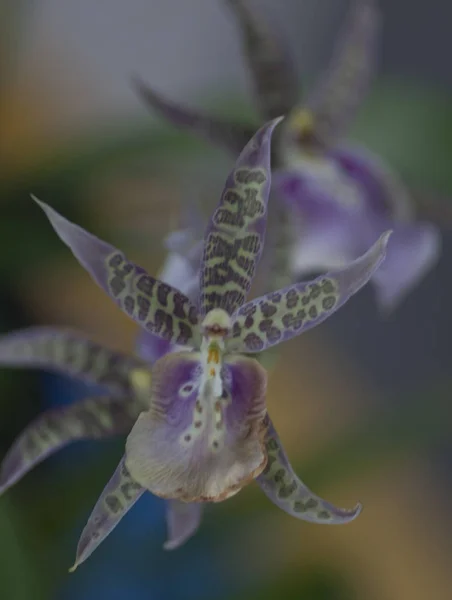 Variety Species Colors Shapes Orchid Flowers — Stock Photo, Image