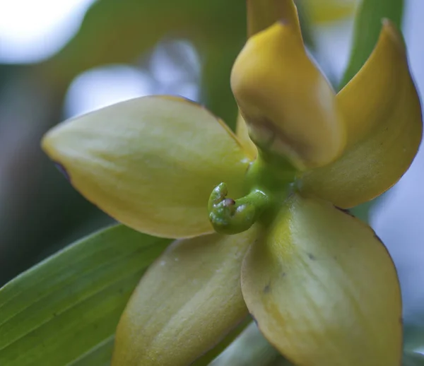 Variedad Especies Colores Formas Flores Orquídea — Foto de Stock