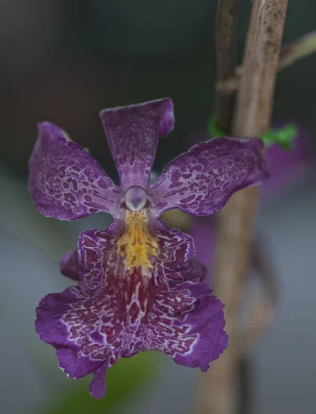 Orkide Çiçek Çeşitli Türleri Renkleri Şekilleri — Stok fotoğraf