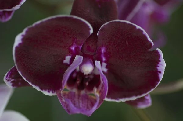 Variedade Espécies Cores Formas Flores Orquídeas — Fotografia de Stock