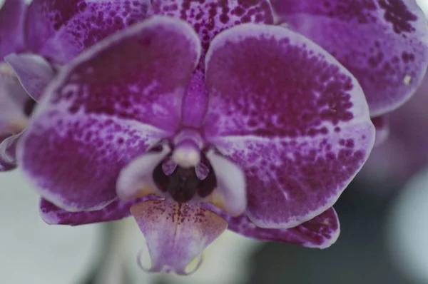 Variété Espèces Couleurs Formes Des Fleurs Orchidée — Photo