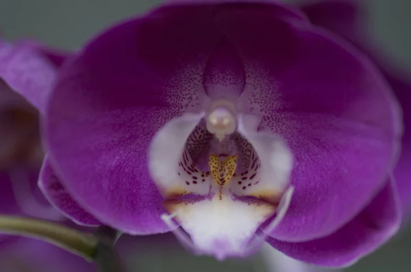 Variedade Espécies Cores Formas Flores Orquídeas — Fotografia de Stock