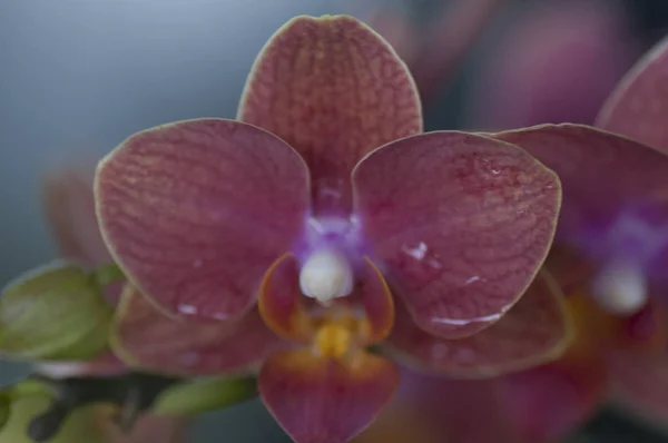 Variedade Espécies Cores Formas Flores Orquídeas — Fotografia de Stock