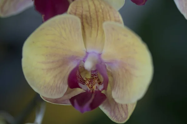 Variedade Espécies Cores Formas Flores Orquídeas — Fotografia de Stock