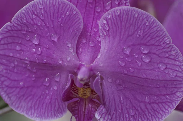 Gatunki Odmian Kolory Kształty Kwiatów Orchidei — Zdjęcie stockowe