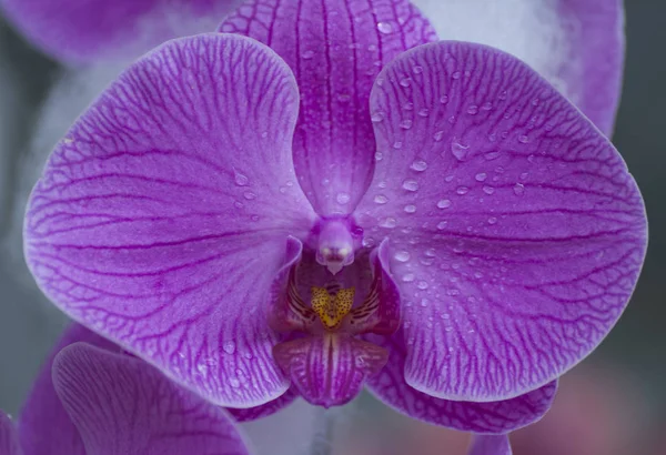 Verschillende Soorten Kleuren Vormen Van Orchidee Bloemen — Stockfoto