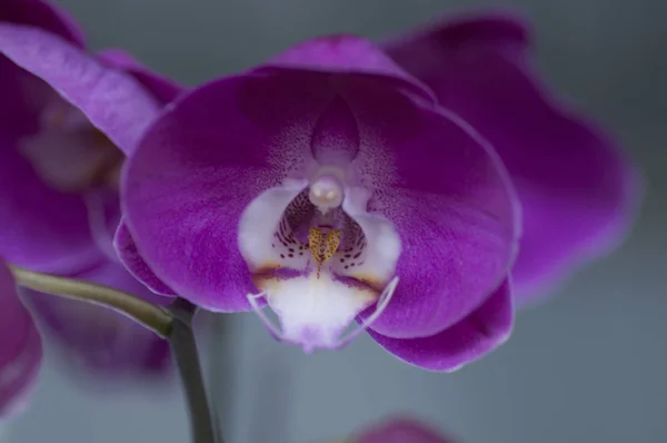 Variation Arter Färger Och Former Orkidé Blommor — Stockfoto