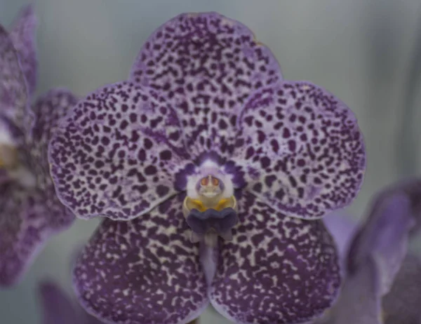 Variedade Espécies Cores Formas Flores Orquídeas — Fotografia de Stock