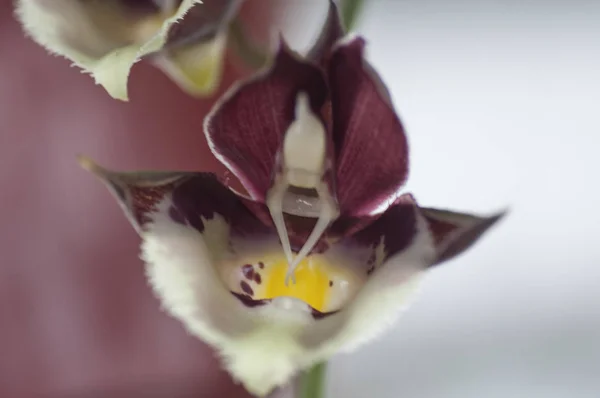 Variété Espèces Couleurs Formes Des Fleurs Orchidée — Photo
