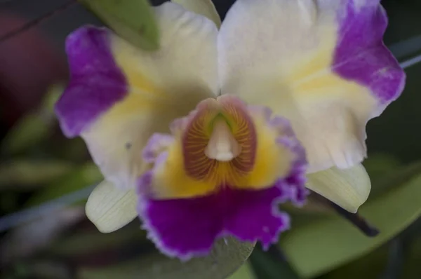 Varietà Specie Colori Forme Fiori Orchidea — Foto Stock