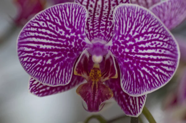 Variedade Espécies Cores Formas Flores Orquídeas — Fotografia de Stock