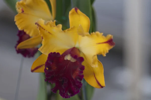Різновиди Кольори Форми Квітів Орхідей — стокове фото