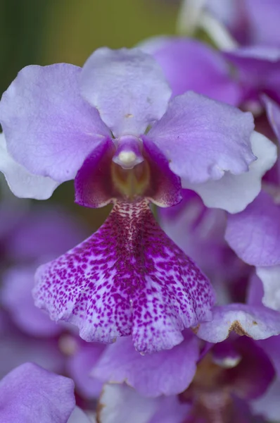 Orkide Çiçek Çeşitli Türleri Renkleri Şekilleri — Stok fotoğraf