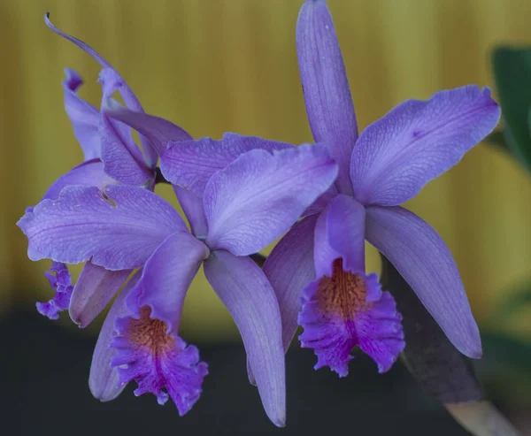 Variedade Espécies Cores Formas Flores Orquídeas — Fotografia de Stock