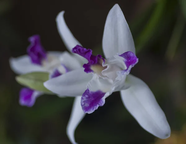 Variété Espèces Couleurs Formes Des Fleurs Orchidée — Photo