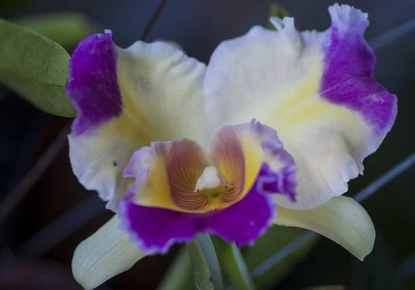 Variété Espèces Couleurs Formes Des Fleurs Orchidée — Photo