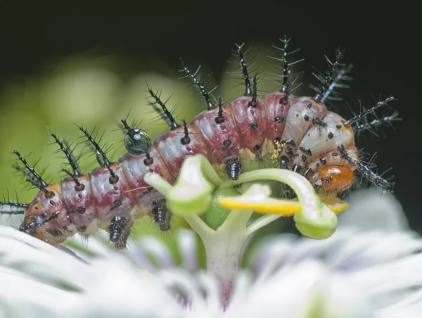 Black Curly Spiky Caterpillar — Stock Photo, Image