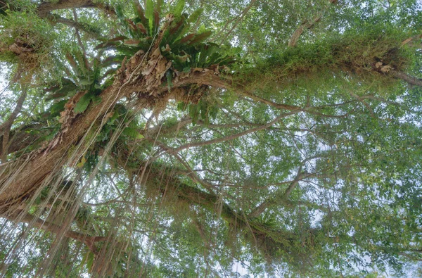 Ramos Pendurados Banyan Tree — Fotografia de Stock