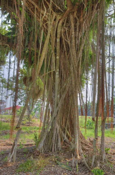 Branches Suspendues Arbre Banyan — Photo