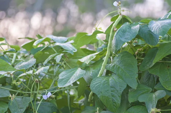 長豆野菜の栽培に関するすべて — ストック写真