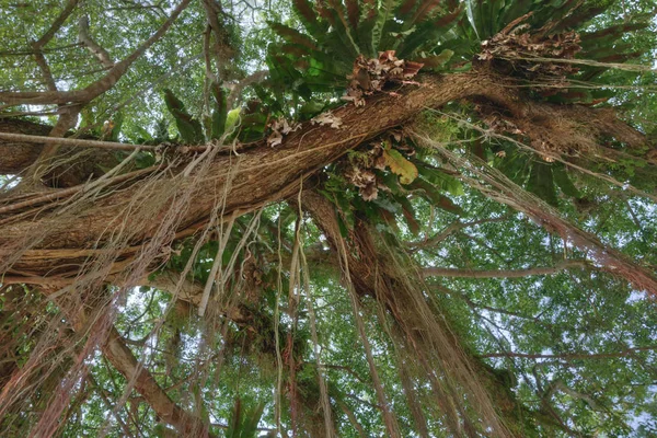 Hanging Branches Banyan Tree — Stock Photo, Image