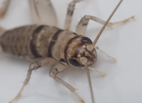 Light Brown Domestic Cricket — Stock Photo, Image