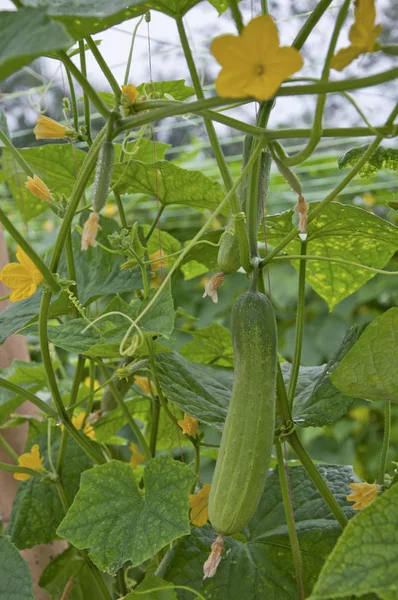 All Cucumber Cultivation — Stock Photo, Image