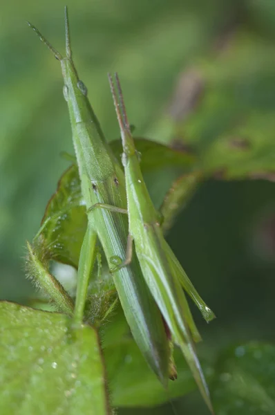 Verde Cono Cabeza Saltamontes Apareamiento —  Fotos de Stock