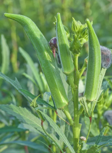 Ham bayan parmak bitki ve çiçek