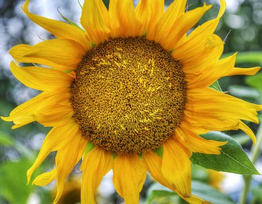 güneş gözlüğü ile ayçiçeği yakın çekim