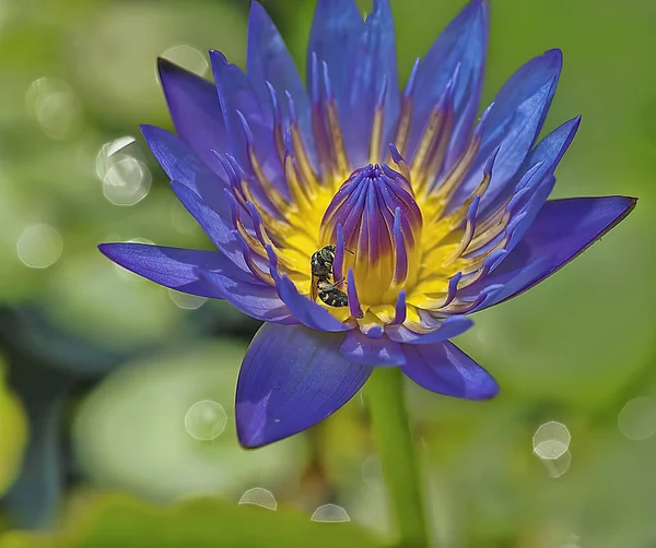 Close Shot Blue Waterlily Flower — Stock Photo, Image