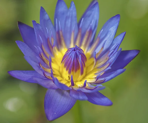 Nahaufnahme Der Blauen Seerosenblume — Stockfoto