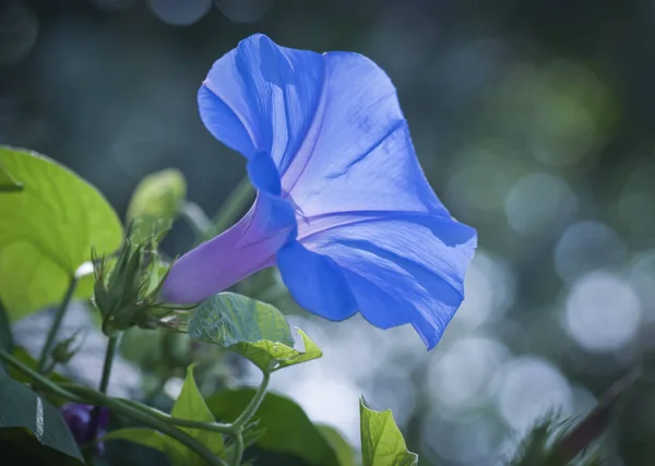 Konec Záběru Modré Ranní Slávy Květina — Stock fotografie