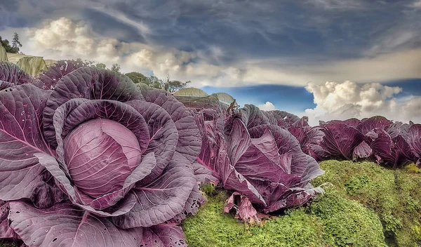 kırmızı lahana çiftliği sahnesi