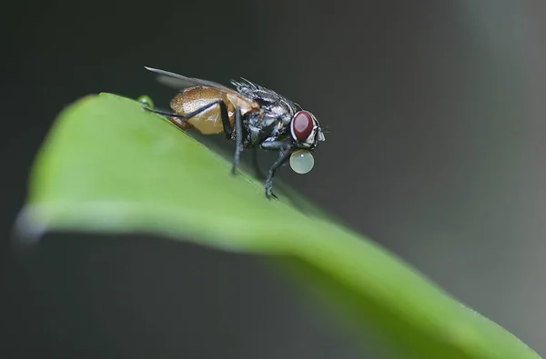 Közelről Lövés Egy Közönséges Housefly — Stock Fotó