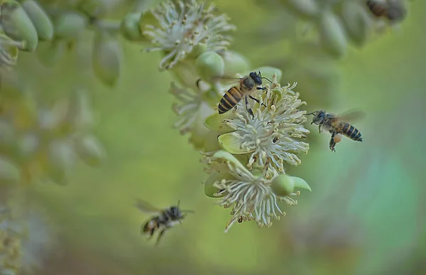 Hummeln Füttern Fleißig Die Palmenblüte Mit Nektar — Stockfoto