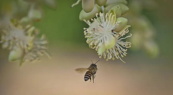 大黄蜂忙着喂棕榈树花上的花蜜 — 图库照片