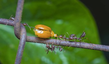 birçok dokumacı karıncalar sarı böcek besleme