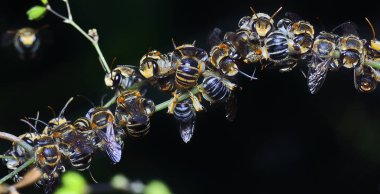 birçok ter arıları tüneyen ve şube üzerinde istirahat.