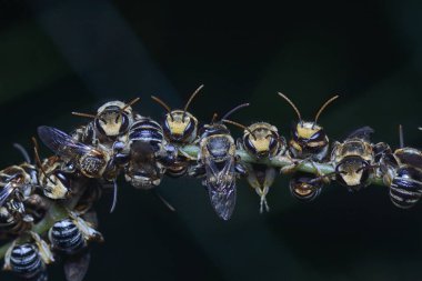birçok ter arıları tüneyen ve şube üzerinde istirahat.