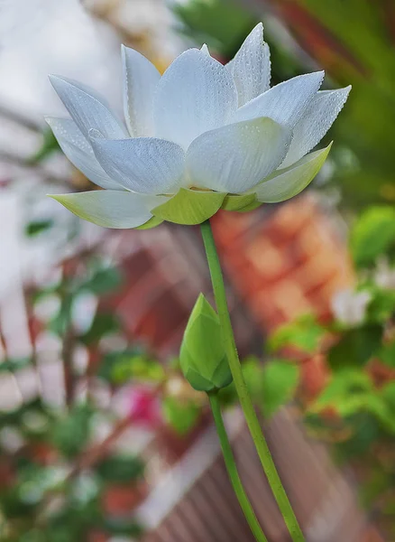Close Shot Colorful Lotus Flower — Stock Photo, Image