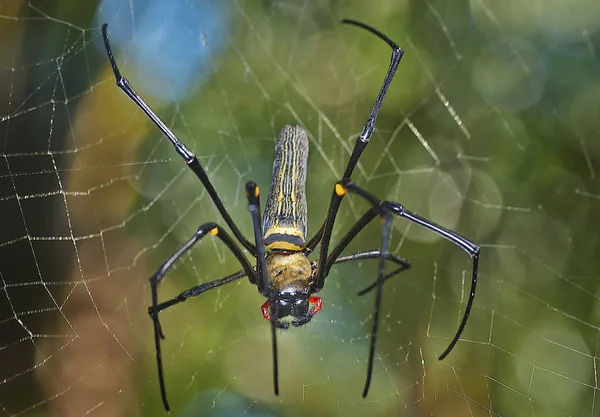 Közelről Lövés Orb Web Pók — Stock Fotó