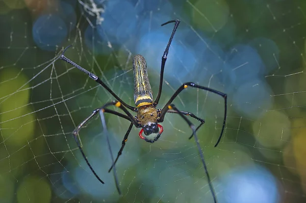 Close Shot Orb Web Spider — Stock Photo, Image