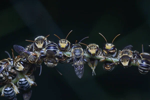 Many Sweat Bees Perching Resting Branch — Stock Photo, Image