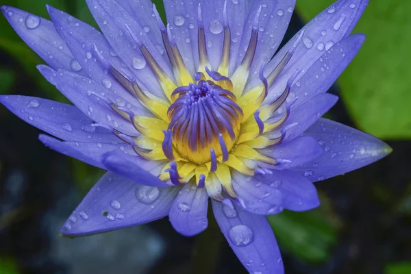 Nahaufnahme Der Bunten Lotusblume — Stockfoto