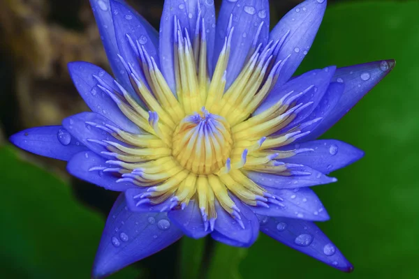 Nahaufnahme Der Bunten Lotusblume — Stockfoto