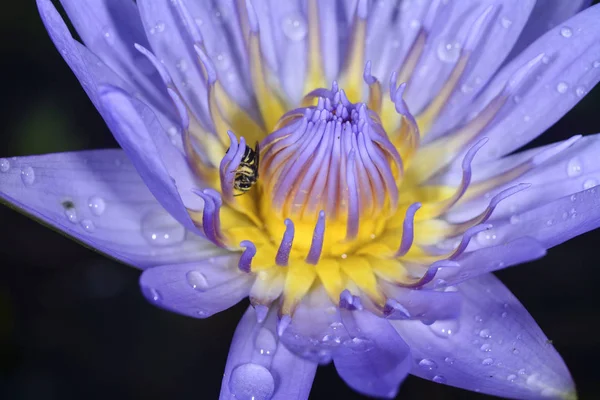 Close Shot Van Kleurrijke Lotus Bloem — Stockfoto
