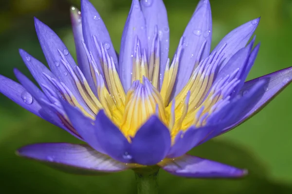 Close Shot Colorful Lotus Flower — Stock Photo, Image