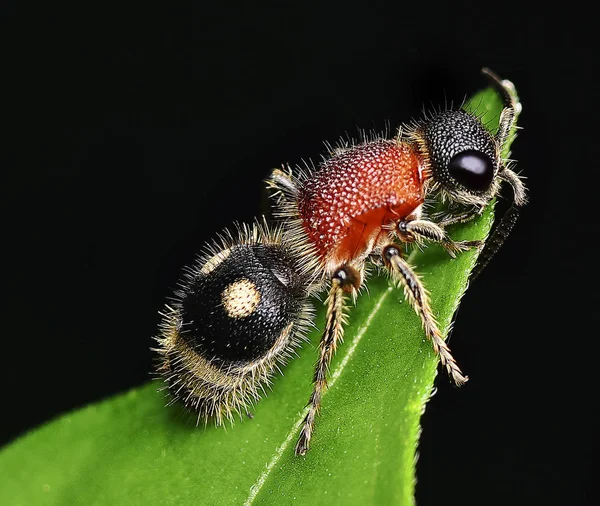 kadife karınca yakın çekim 