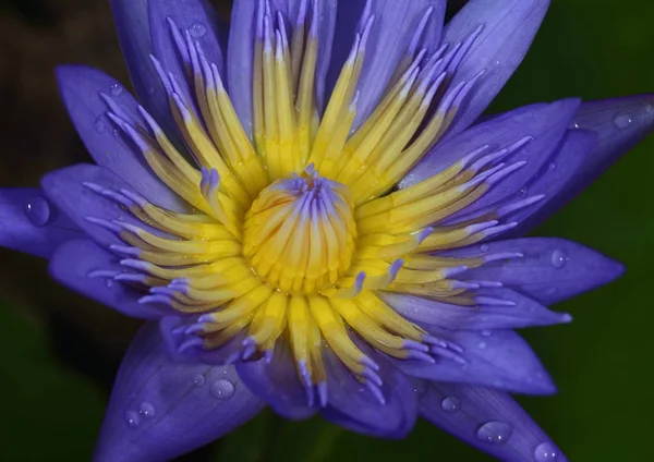 Close Shot Colorful Lotus Flower — Stock Photo, Image